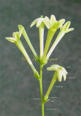  Inflorescence